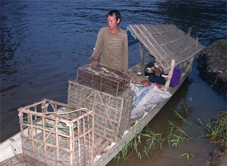 thịt chuột, món ăn, đại gia, thực phẩm, chuột bao tử,