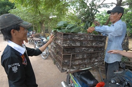 thịt chuột, món ăn, đại gia, thực phẩm, chuột bao tử,