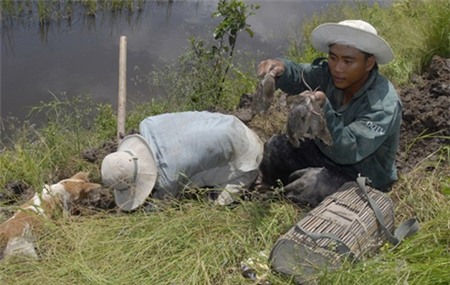 thịt chuột, món ăn, đại gia, thực phẩm, chuột bao tử,