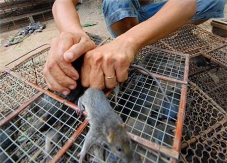 thịt chuột, món ăn, đại gia, thực phẩm, chuột bao tử,