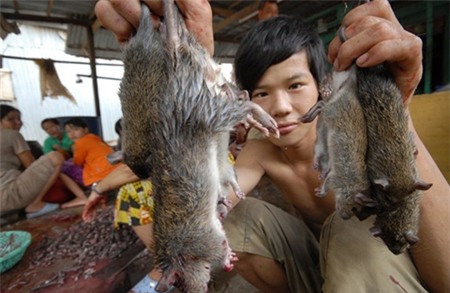 thịt chuột, món ăn, đại gia, thực phẩm, chuột bao tử,