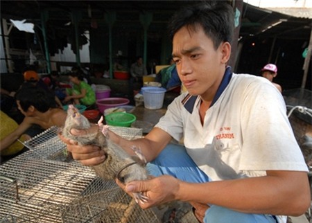 thịt chuột, món ăn, đại gia, thực phẩm, chuột bao tử,