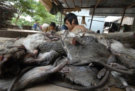 thịt chuột, món ăn, đại gia, thực phẩm, chuột bao tử,