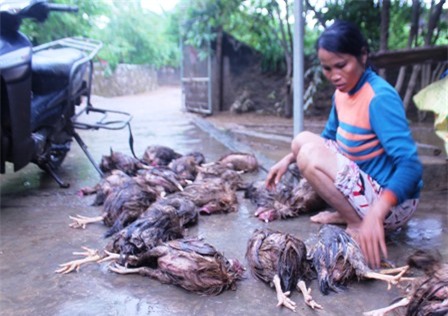 Người dân xót xa nhìn những hạt lúa còn sót lại khi lũ cuốn trôi qua cửa sổ (Ảnh: Doãn Hòa)