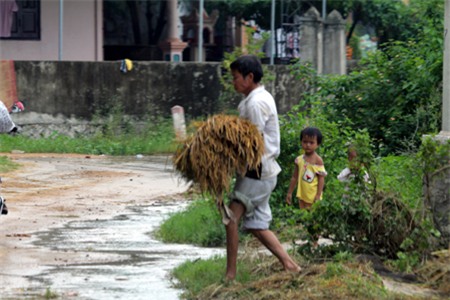 Cố bòn mót những bông lúa sau lũ rút.