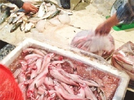 hải sản, chanh leo, chuột, dầu gọi, sâm Ngọc Linh, giả, độc