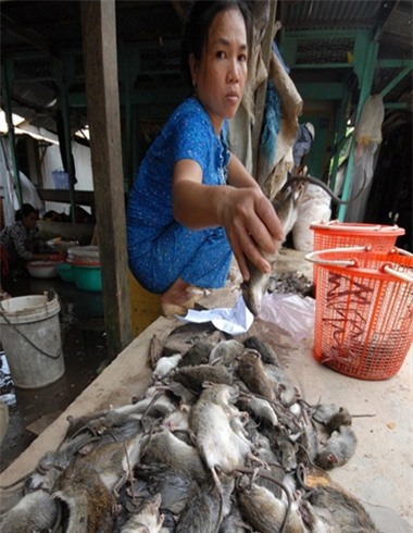 hải sản, chanh leo, chuột, dầu gọi, sâm Ngọc Linh, giả, độc