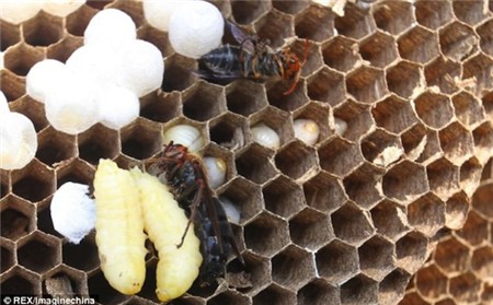 Kinh sợ loài ong khổng lồ, cực độc khiến 42 người vong mạng | Chuyện lạ 4 phương,Chuyện lạ thế giới,Phi thường,Chuyện lạ có thật,Chuyện lạ khó tin