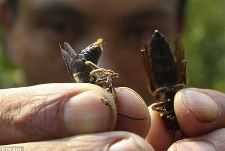 Kinh sợ loài ong khổng lồ, cực độc khiến 42 người vong mạng | Chuyện lạ 4 phương,Chuyện lạ thế giới,Phi thường,Chuyện lạ có thật,Chuyện lạ khó tin