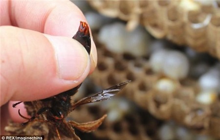 Kinh sợ loài ong khổng lồ, cực độc khiến 42 người vong mạng | Chuyện lạ 4 phương,Chuyện lạ thế giới,Phi thường,Chuyện lạ có thật,Chuyện lạ khó tin