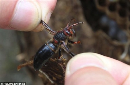 Kinh sợ loài ong khổng lồ, cực độc khiến 42 người vong mạng | Chuyện lạ 4 phương,Chuyện lạ thế giới,Phi thường,Chuyện lạ có thật,Chuyện lạ khó tin