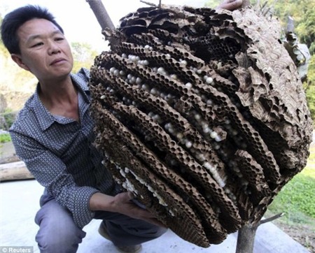Kinh sợ loài ong khổng lồ, cực độc khiến 42 người vong mạng | Chuyện lạ 4 phương,Chuyện lạ thế giới,Phi thường,Chuyện lạ có thật,Chuyện lạ khó tin