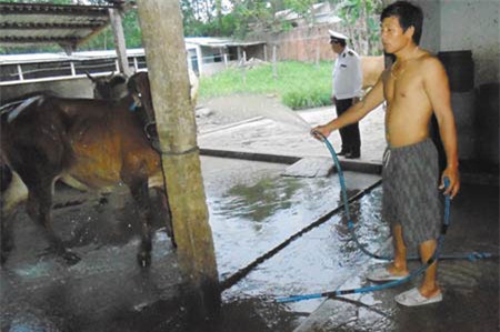 Thực hư 'chiêu bẩn' bơm nước vào thịt trâu, bò - 1