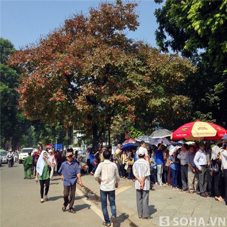 Đến trưa ngày 9/10, tán cây Bằng lăng này đã chuyển dần sang màu đỏ.