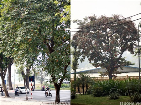 Trong khi đó, những cây bằng lăng khác xung quanh phố Hoàng Diệu không hề xảy ra việc tương tự.