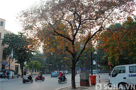 Và đến 16h50p ngày 13/10/2013, cây Bằng lăng này đã rụng gần như trơ trụi những chiếc lá....