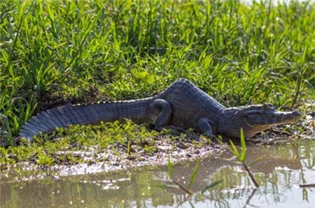 Kỳ lạ cá sấu bị gù lưng - 1