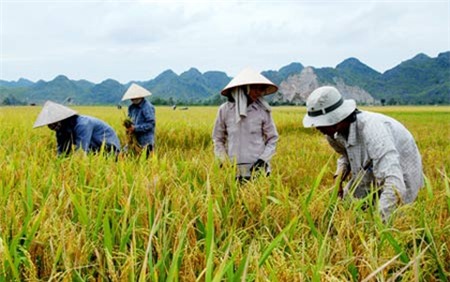 nông nghiệp, nông thôn, lúa gạo, giá lúa, người nông dân, tiêu dùng