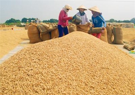 nông nghiệp, nông thôn, lúa gạo, giá lúa, người nông dân, tiêu dùng