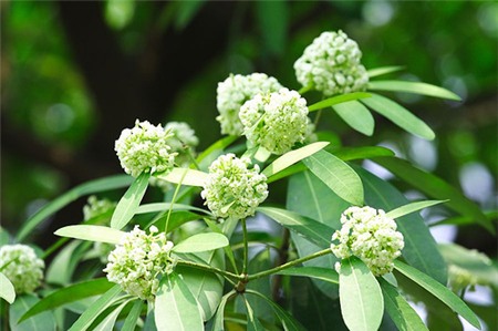 Những niềm vui bé nhỏ mà mê đắm ngày Hà Nội cuối thu 1