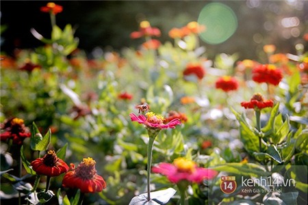 Những niềm vui bé nhỏ mà mê đắm ngày Hà Nội cuối thu 8