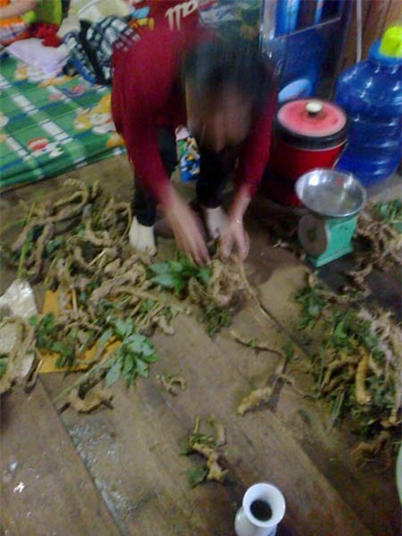 Mua sâm Ngọc Linh ra... củ ráy rừng - 1