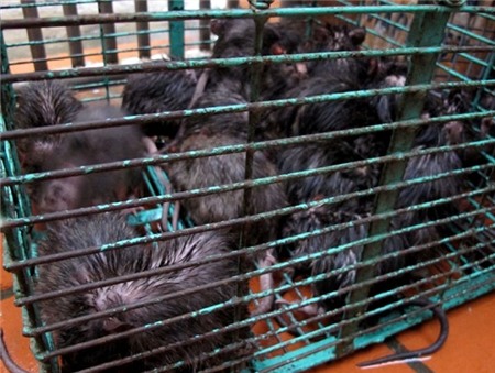 Khi chuột cống đã thành “đặc sản” 2