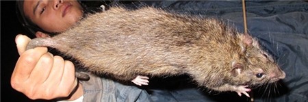 Khi chuột cống đã thành “đặc sản” 3