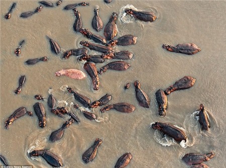 Chú hà mã siêu dễ thương có làn da màu hồng cực hiếm 1