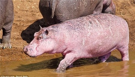 Chú hà mã siêu dễ thương có làn da màu hồng cực hiếm 2