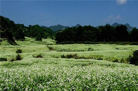 Tháng 11 đi đâu ngắm hoa nở 3