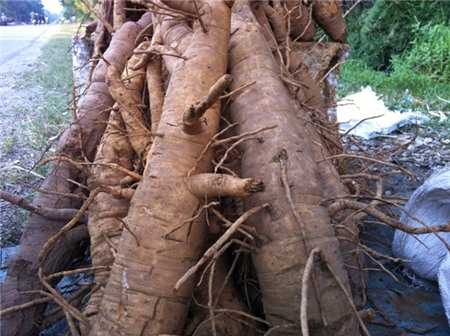 đông dược, thuốc bắc, đinh lăng, giảm, lừa đảo