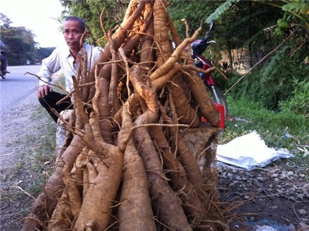 đông dược, thuốc bắc, đinh lăng, giảm, lừa đảo