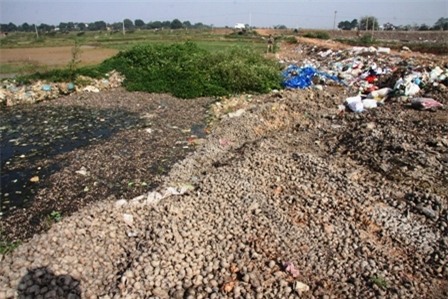 Trung Quốc, ô nhiễm, Quốc Oai, thiên địch...