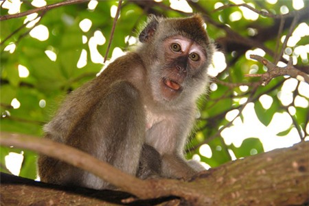 monkey-6307-1384140110.jpg