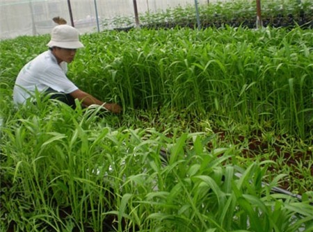 hóa chất, nhiễm độc, rau muống, su su, hoa quả, chất kích thích, phun thuốc, giá đỗ