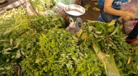 hóa chất, nhiễm độc, rau muống, su su, hoa quả, chất kích thích, phun thuốc, giá đỗ