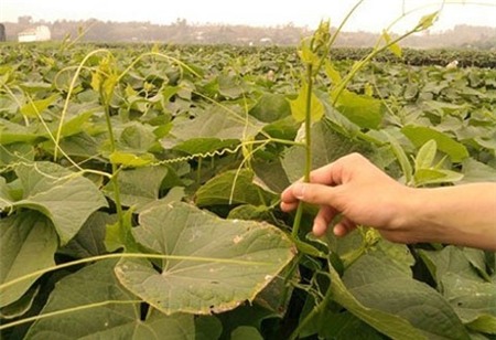 hóa chất, nhiễm độc, rau muống, su su, hoa quả, chất kích thích, phun thuốc, giá đỗ