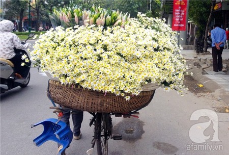 Về Tây Hồ xem vườn cúc họa mi đẹp nao lòng 1