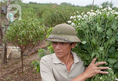 Về Tây Hồ xem vườn cúc họa mi đẹp nao lòng 11