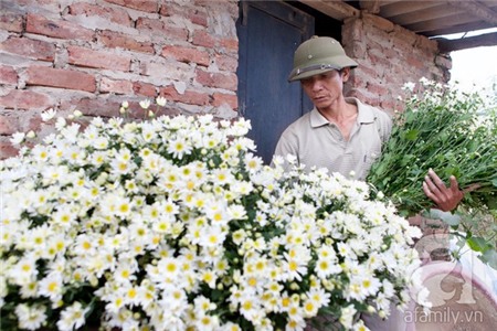 Về Tây Hồ xem vườn cúc họa mi đẹp nao lòng 12