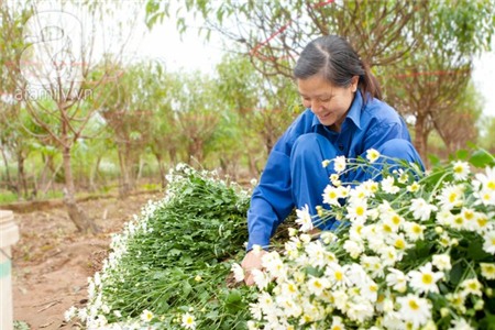 Về Tây Hồ xem vườn cúc họa mi đẹp nao lòng 13