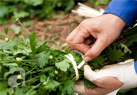 Về Tây Hồ xem vườn cúc họa mi đẹp nao lòng 15