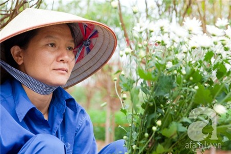 Về Tây Hồ xem vườn cúc họa mi đẹp nao lòng 17