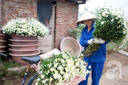 Về Tây Hồ xem vườn cúc họa mi đẹp nao lòng 18