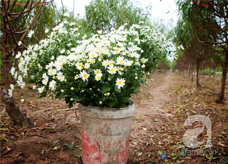 Về Tây Hồ xem vườn cúc họa mi đẹp nao lòng 19