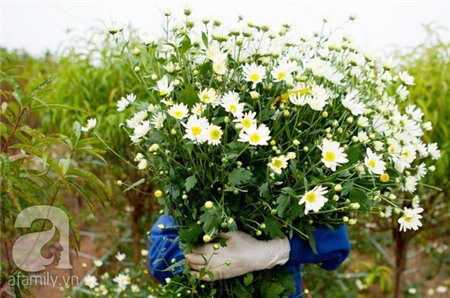 Về Tây Hồ xem vườn cúc họa mi đẹp nao lòng 2