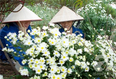 Về Tây Hồ xem vườn cúc họa mi đẹp nao lòng 21