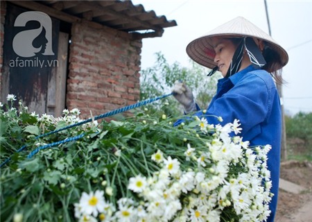 Về Tây Hồ xem vườn cúc họa mi đẹp nao lòng 22