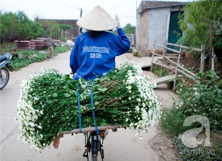 Về Tây Hồ xem vườn cúc họa mi đẹp nao lòng 23